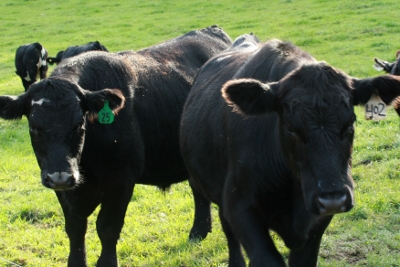 two grass fed cows