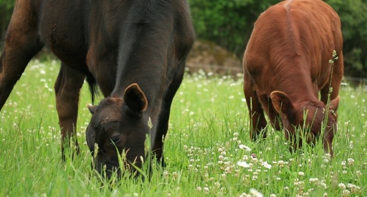 delicious grass fed beef grazing