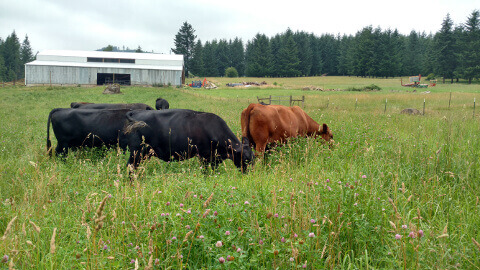 Grass-fed beef grazing in a field at Basket Flat Ranch