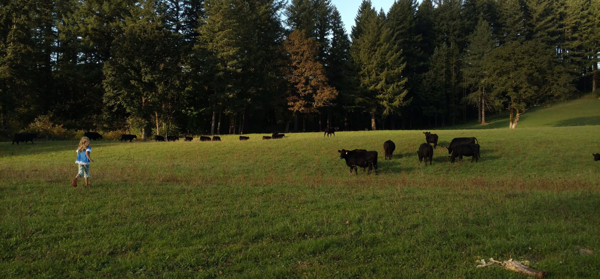 Basket Flat Ranch photo
