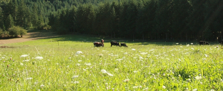 cows eating in the distance
