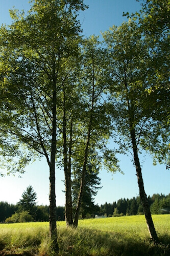 Local pasture vegetation at Basket Flat Ranch