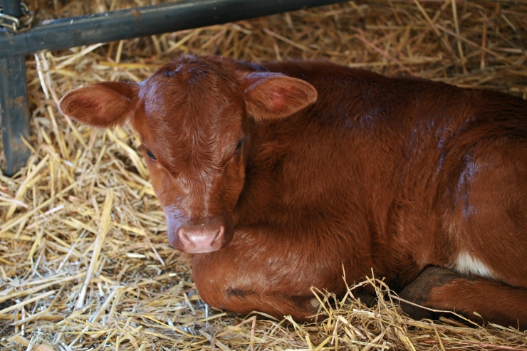 newborn grassfed baby cow