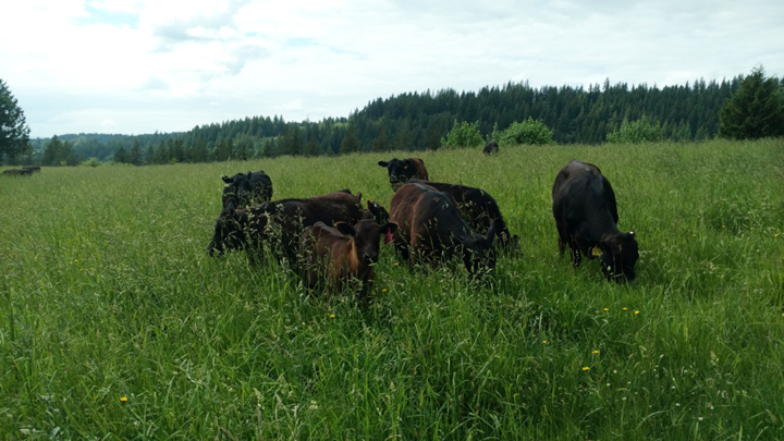 Spring grassfed cows